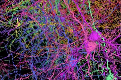 Neuronas Neuronas